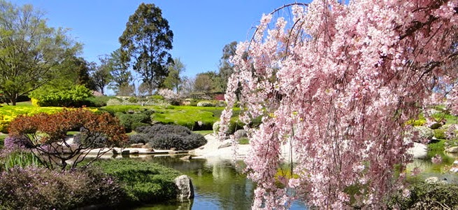 Tempat Terbaik Melihat Bunga Sakura Mekar Selain Jepang