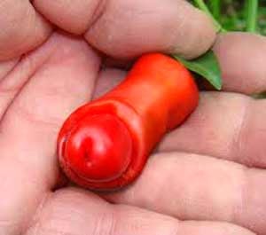 Chilly Willy, Cabe Unik yang Bikin Cewe Geli