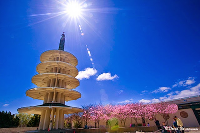 Tempat Terbaik Melihat Bunga Sakura Mekar Selain Jepang