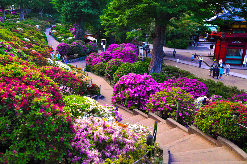 Indahnya Festival Bunga Azalea di Kuil Nezu, Tokyo
