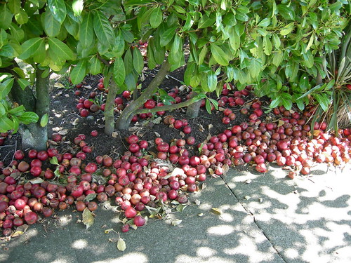 Jokowi ke Afghanistan, PAN: Mungkin Berharap Panen Simpati Umat