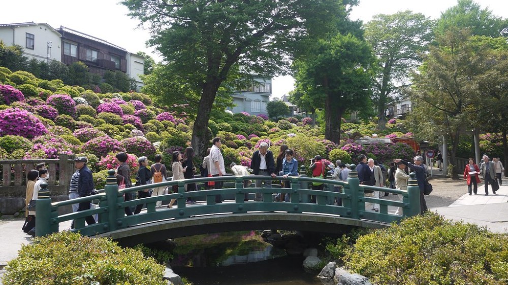Indahnya Festival Bunga Azalea di Kuil Nezu, Tokyo