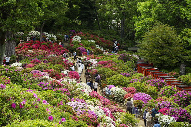 Indahnya Festival Bunga Azalea di Kuil Nezu, Tokyo