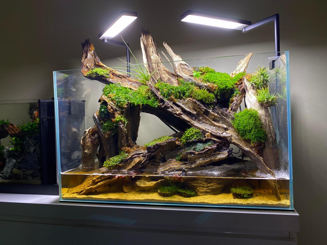 Buat Paludarium Yuk! Ekosistem Buatan yang Bikin Interior Rumah Makin Cantik & Asri!