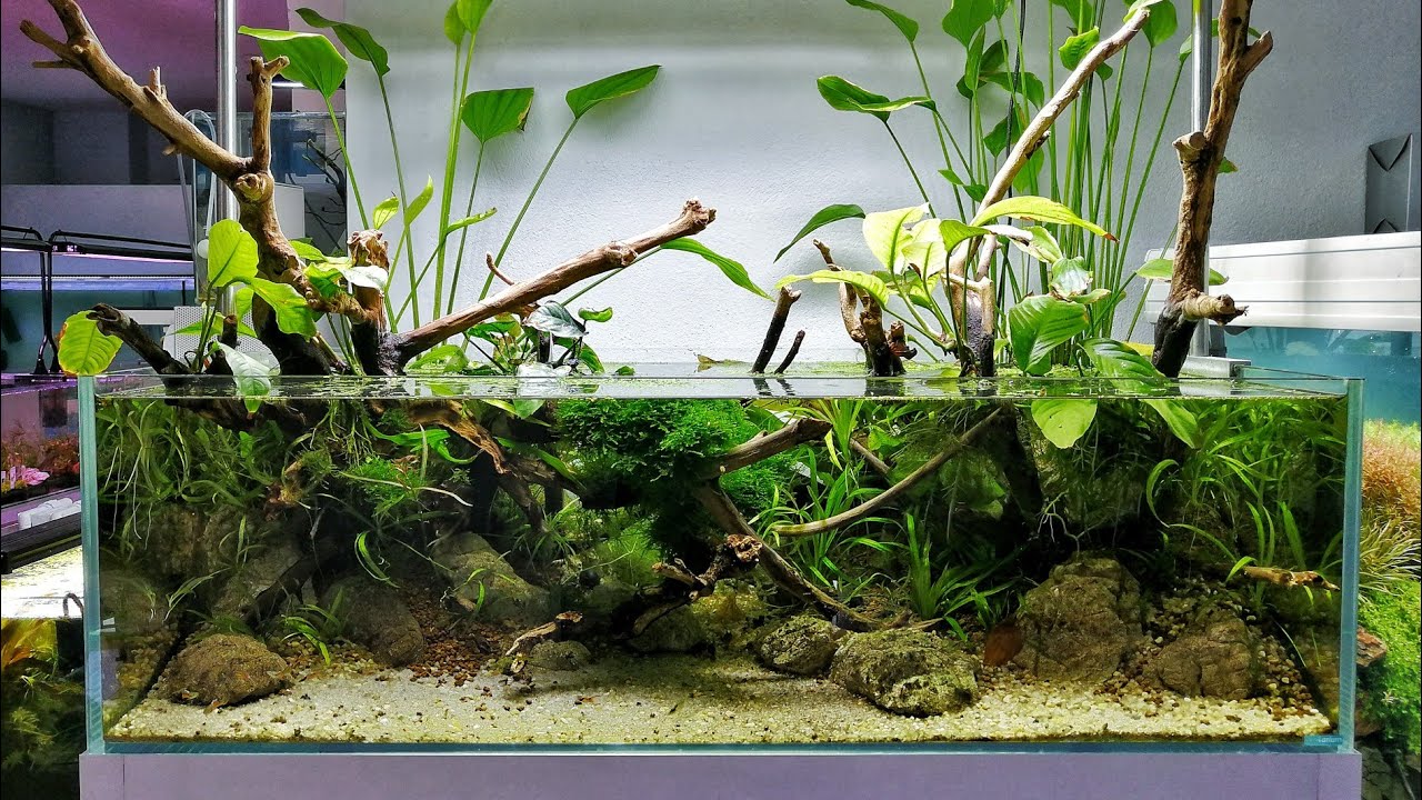 Buat Paludarium Yuk! Ekosistem Buatan yang Bikin Interior Rumah Makin Cantik &amp; Asri!