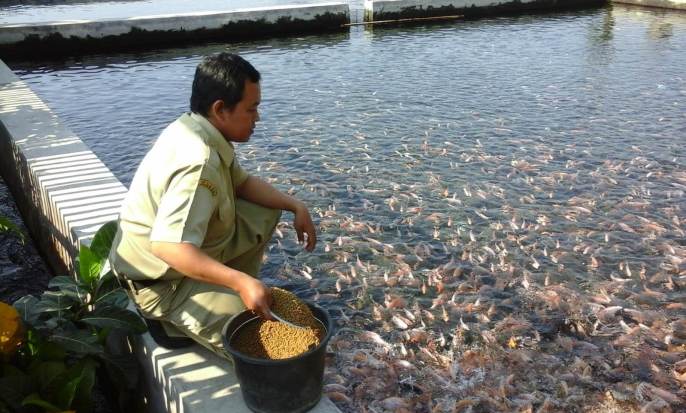 Ingin Budidaya Ikan Nila? Cek Dulu Tipsnya di Sini