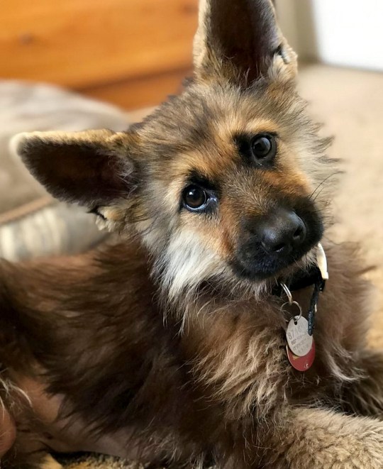 Mengidap Kelainan Langka, Anjing Lucu ini Nggak Bisa Tumbuh Besar