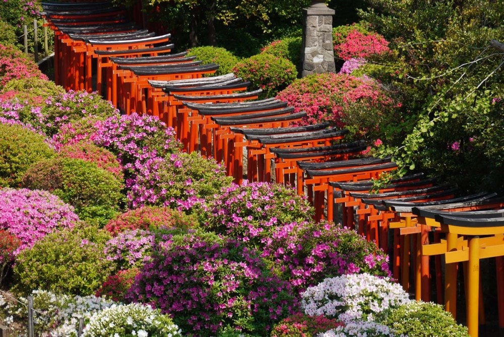 Indahnya Festival Bunga Azalea di Kuil Nezu, Tokyo