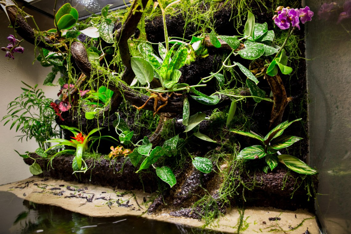 Buat Paludarium Yuk! Ekosistem Buatan yang Bikin Interior Rumah Makin Cantik & Asri!