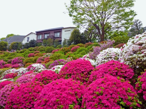 Indahnya Festival Bunga Azalea di Kuil Nezu, Tokyo