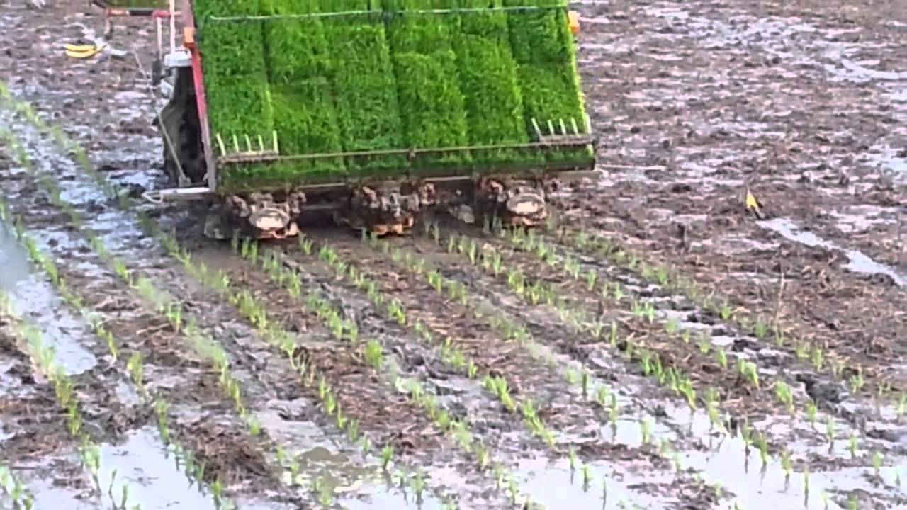 Cara Keren Tanam Padi Di Korea