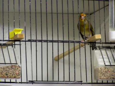 teori-evolusi-level-paling-rendah-alias-awam-banget