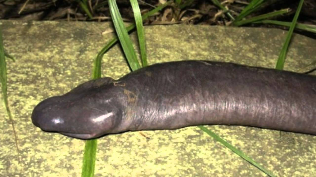 5 Binatang Menakjubkan