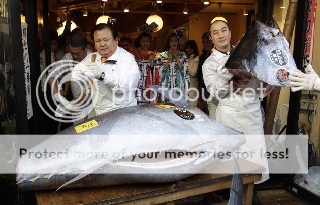 &#91;HOT&#93; Ikan Tuna Terbesar Harga Rp 6,7 Miliar 5 Januari 2012