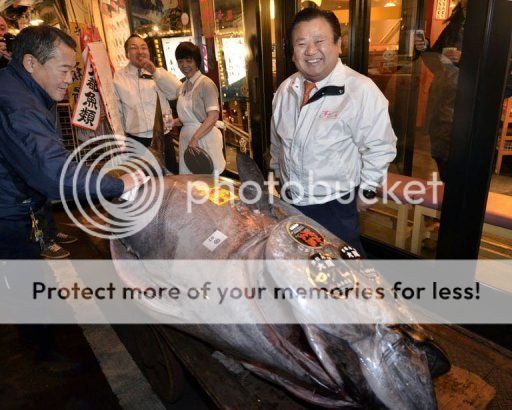 &#91;HOT&#93; Ikan Tuna Terbesar Harga Rp 6,7 Miliar 5 Januari 2012