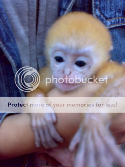 monkey-lover-primata