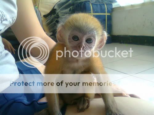 ##MONKEY LOVER (primata)##