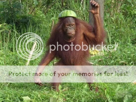 Hendak Ditembak Pemburu, Induk Orangutan Peluk Anaknya