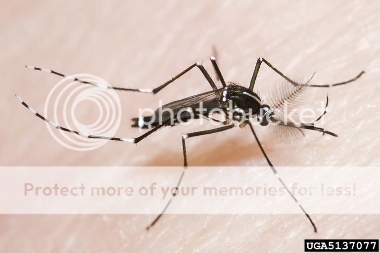 Inilah 4 Nyamuk Paling Berbahaya di Dunia (SEREM GAN) +pic