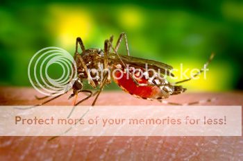 Inilah 4 Nyamuk Paling Berbahaya di Dunia (SEREM GAN) +pic
