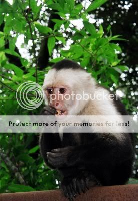 monkey-lover-primata