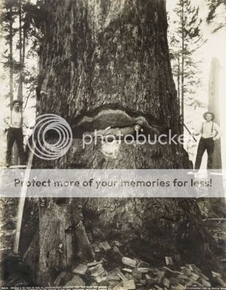 Foto-foto Pohon Raksasa dari Masa Lampau