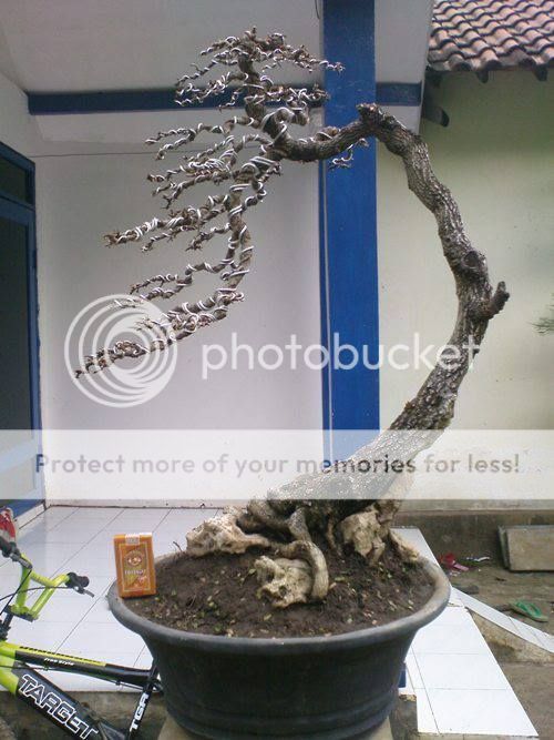 Gaya bunjin bonsai Komunitas Bonsai