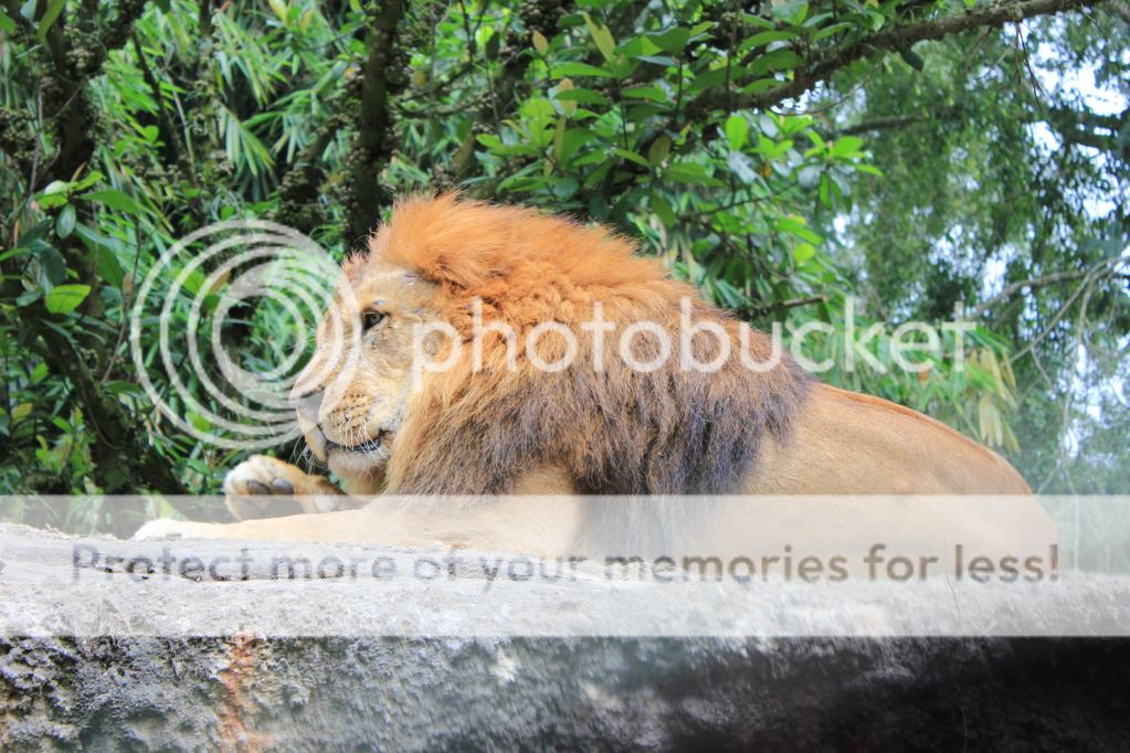&#91;PIC&#93; sharinng bbrp PIC Taman Safari Indonesia