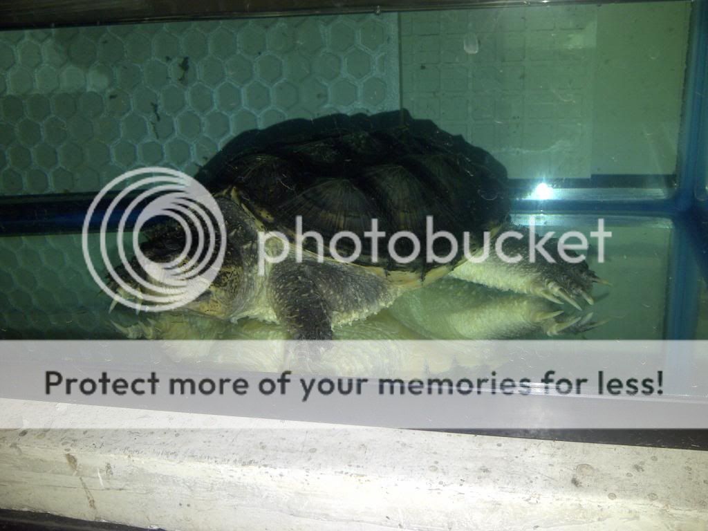jual-kura-air-cst-common-snaping-turtle