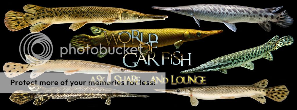 world-of-gar-fish