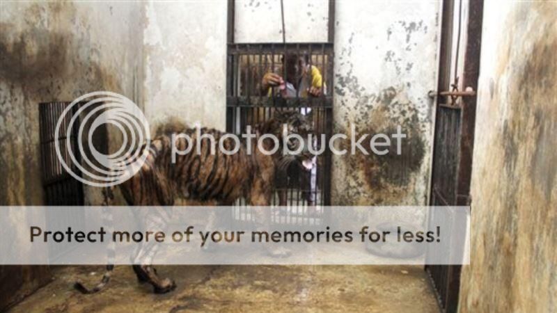 selamatkan melanie,harimau sumatra di kebun binatang Surabaya (KBS)
