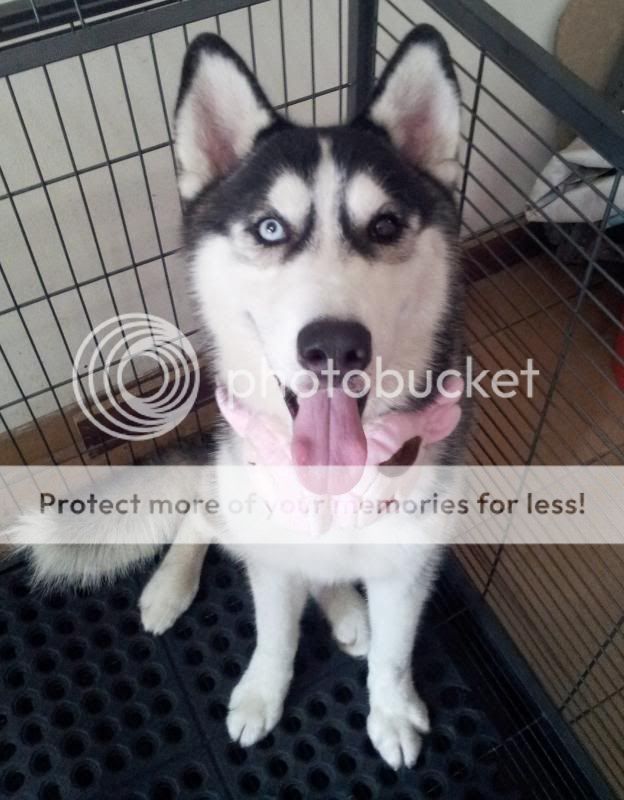 new-siberian-husky-lovers---read-page-1-for-update---part-2