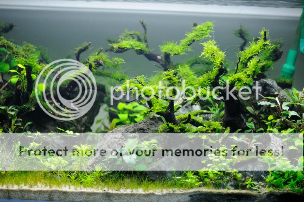 all-about-aquascape