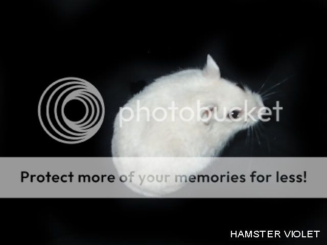973397349733galery-foto-hamsterlovers-masuk973397349733