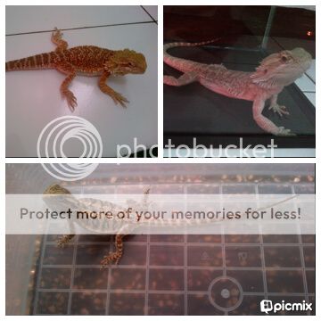 Bearded Dragon complete care... sharing aj..