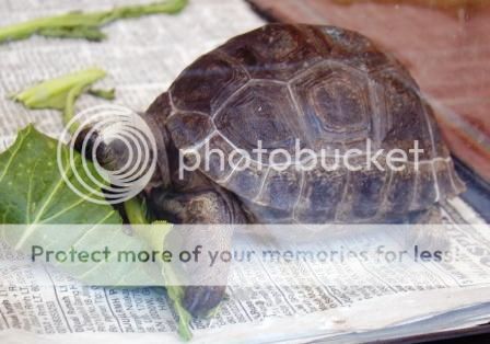 93787769378776937-all-about-tortoise-93787769378776937---part-2