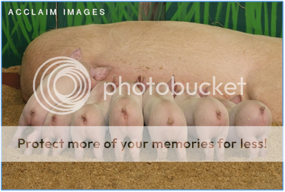 &#91;pict&#93; fakta bahaya babi melekat di manusia