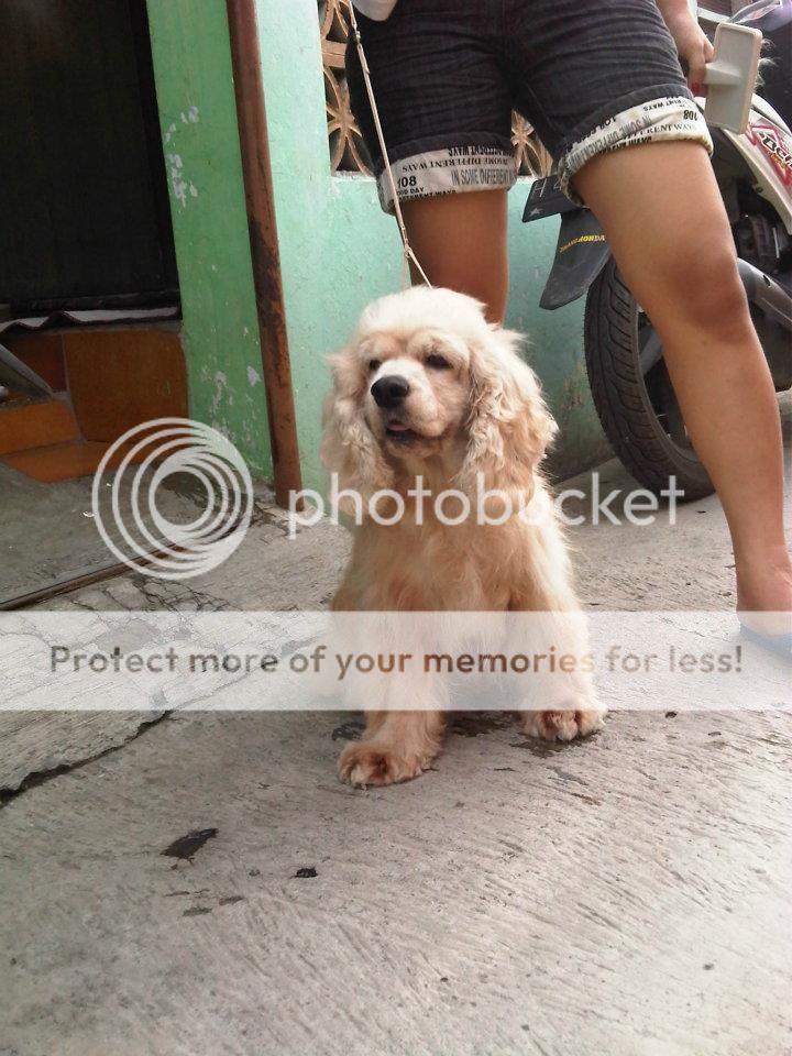 semarang-dog-owners-and-lovers