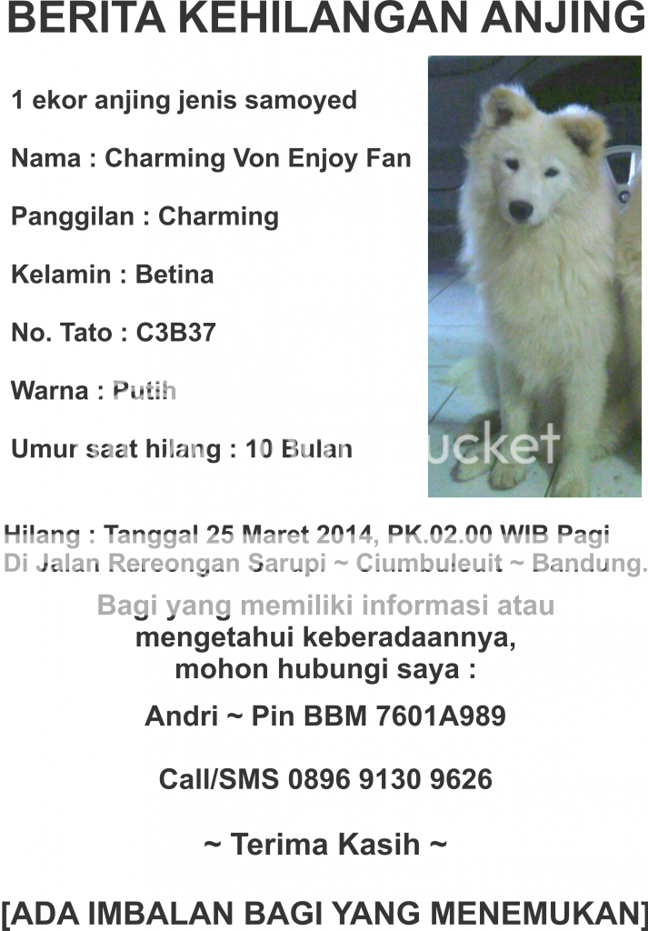 Berita Kehilangan Anjing Samoyed 25 Maret 2014 Bandung