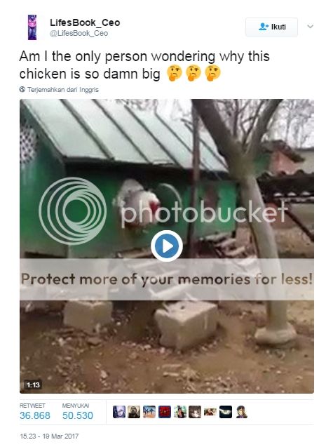 video-giant-chicken-ini-jadi-viral