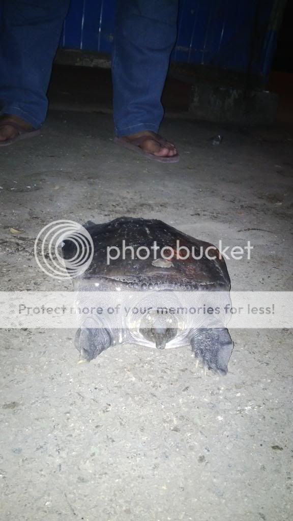 quotmonbiquot-kura-kura-endemik-papua-ini-harus-dilindungi