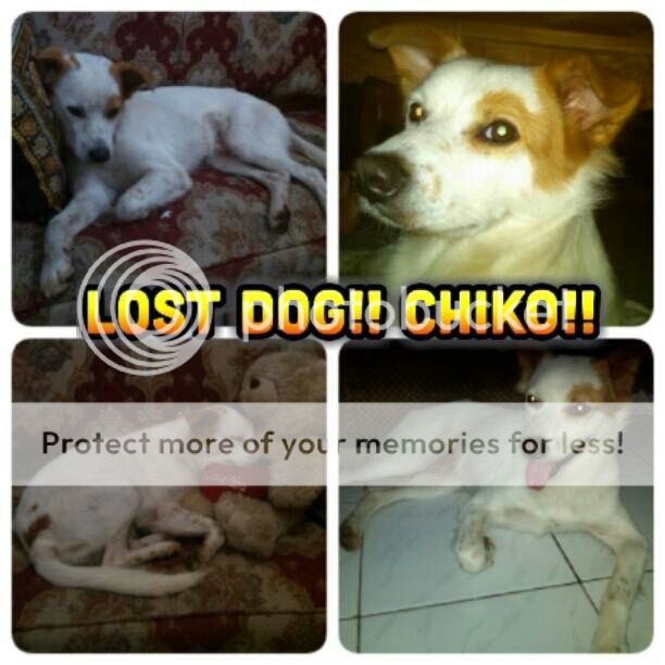 &#91;NEED HELP!!!&#93; Lost Dog, CHIKO