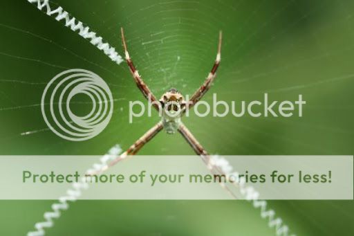 Pola Jaring Laba-laba yang Unik