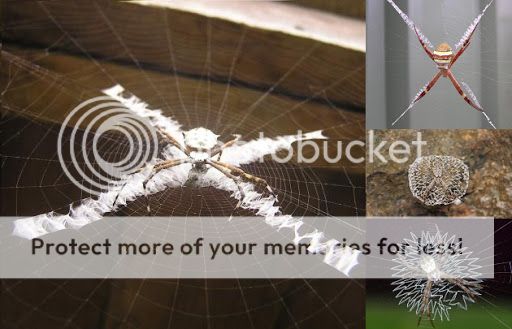 Pola Jaring Laba-laba yang Unik