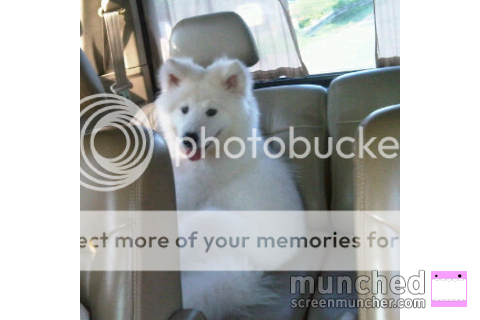 samoyed-lovers-come-in