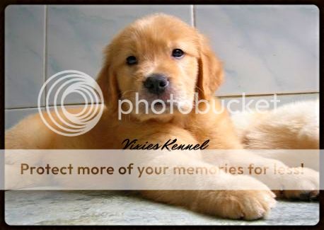 golden-retriever-owners-and-lovers---part-3