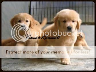 golden-retriever-owners-and-lovers---part-3