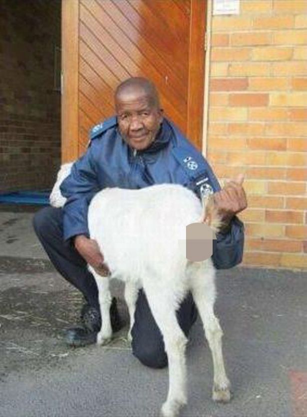 Man caught 'raping pregnant GOAT after he stole animal and spent night with it'
