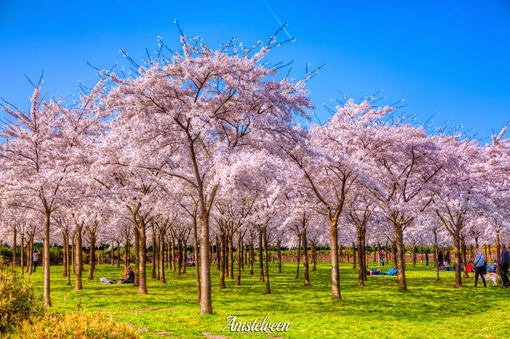 Tempat Terbaik Melihat Bunga Sakura Mekar Selain Jepang