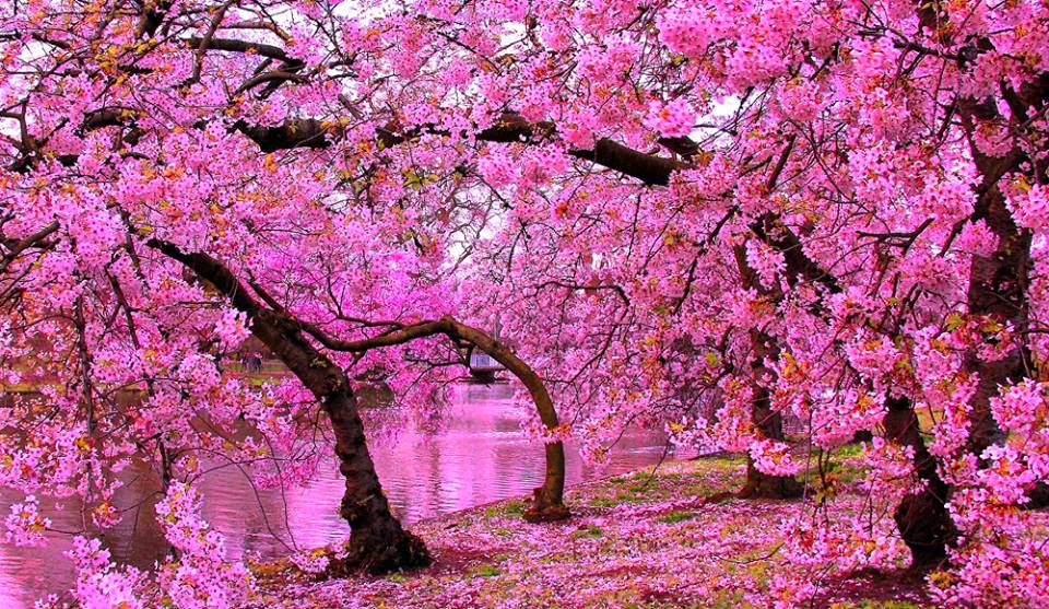 Gambar Gambar Mewarnai Bunga Sakura  Japan Indah Menawan Rebanas Gambartop di Rebanas Rebanas